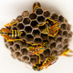 Illustration for article titled 134 Terrifying Close-Ups Of Bugs
